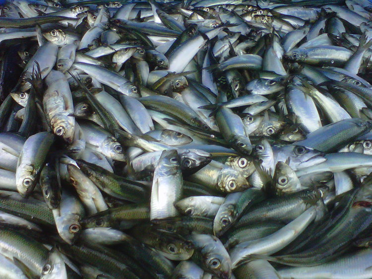 Cape Breeze Seafoods Division Cape Breeze Seafoods Division